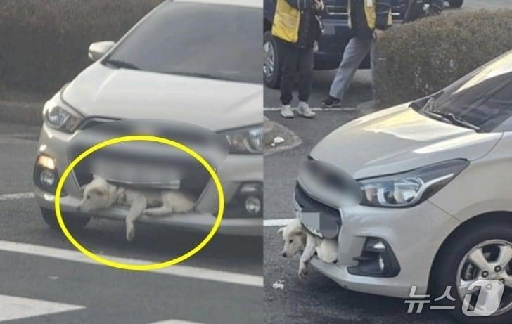 본문 이미지 - 주행 중인 승용차 범퍼에 끼인 개.(동물단체 '케어' 제공. 재판매 및 DB금지)