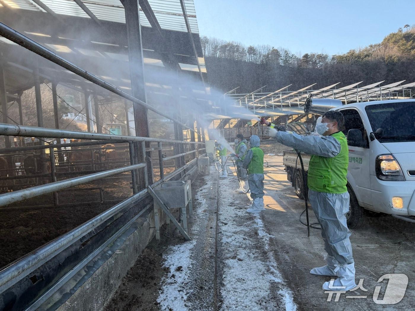 본문 이미지 - 생축장 방역 상황 점검 및 소독 시연.(농협 강원본부 제공. 재판매 및 DB금지)/뉴스1