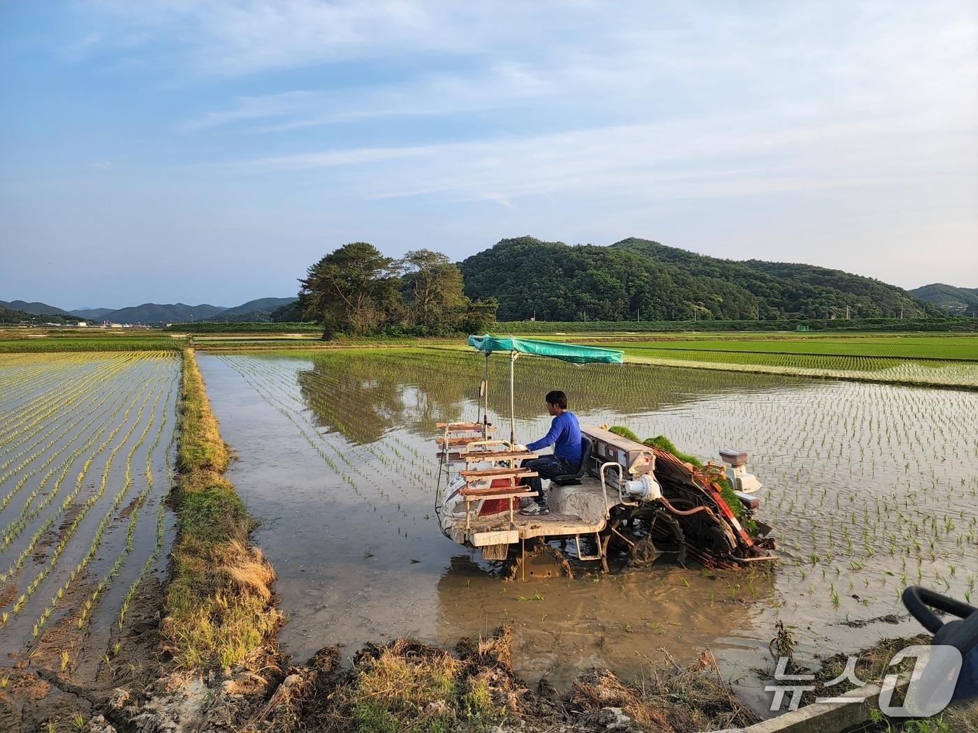본문 이미지 - 구미시 영농대행단 작업 모습.(구미시 제공. 재판매 및 DB금지)/뉴스1