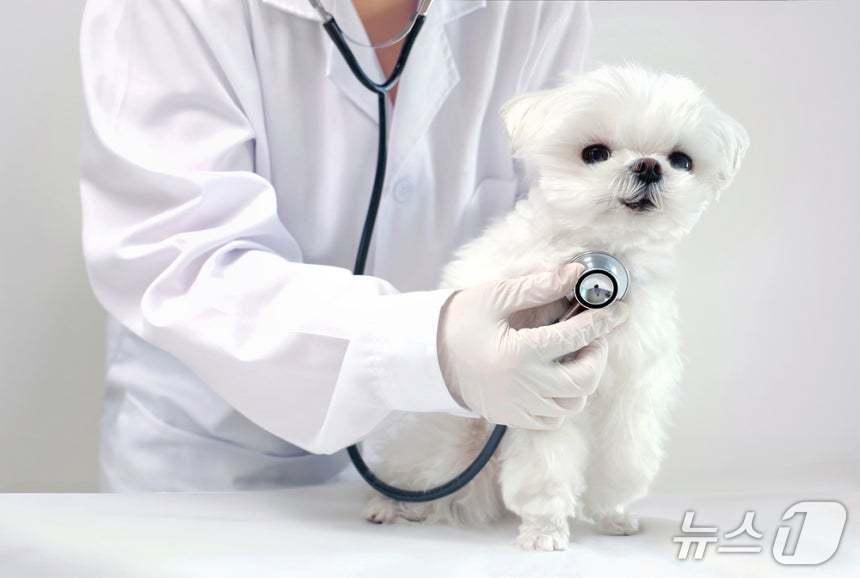 본문 이미지 - 동물병원에서 진료를 받고 있는 강아지(사진 클립아트코리아) (사진은 기사 내용과 무관함) ⓒ 뉴스1