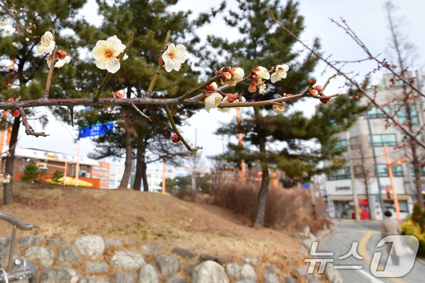 본문 이미지 - 절기상 입춘인 지난 4일 오후 경북 포항시 송도동 포항운하 도로 주변에 봄의 전령사인 매화가 꽃망울 터뜨리고 있다. 2026.2.4 ⓒ 뉴스1 최창호 기자