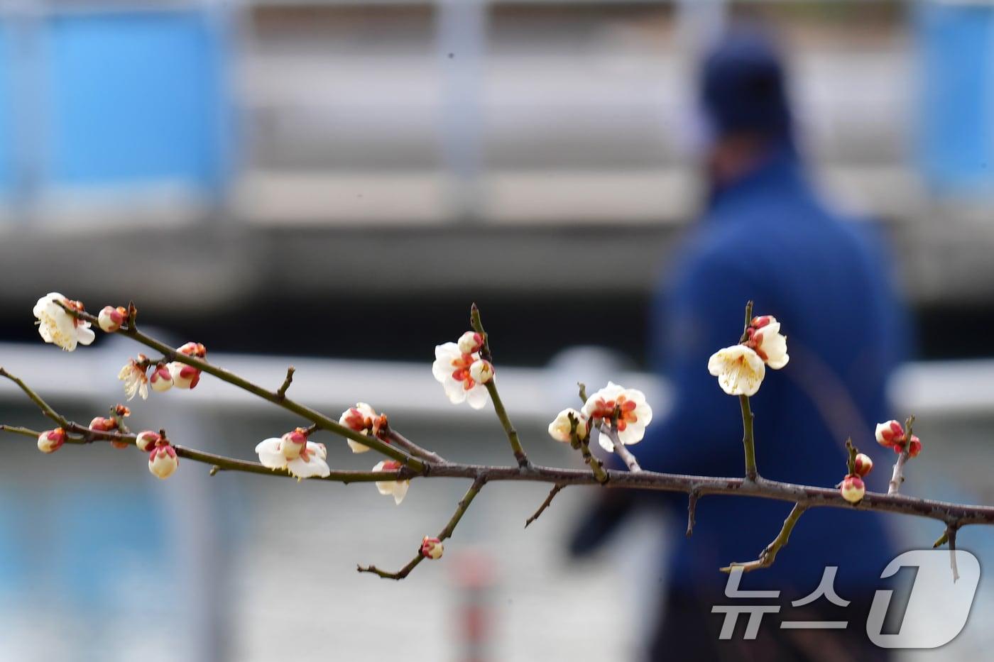 본문 이미지 - 절기상 입춘인 4일 오후 도로 주변에 봄의 전령사인 매화꽃이 앞다퉈 꽃망을 터뜨리고 있다. 2026.2.4/뉴스1 ⓒ News1 최창호 기자