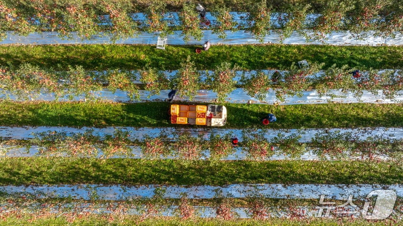 본문 이미지 - 강원 정선군 사과 재배지 자료 사진. (정선군 제공. 재판매 및 DB금지) 2026.2.4/뉴스1