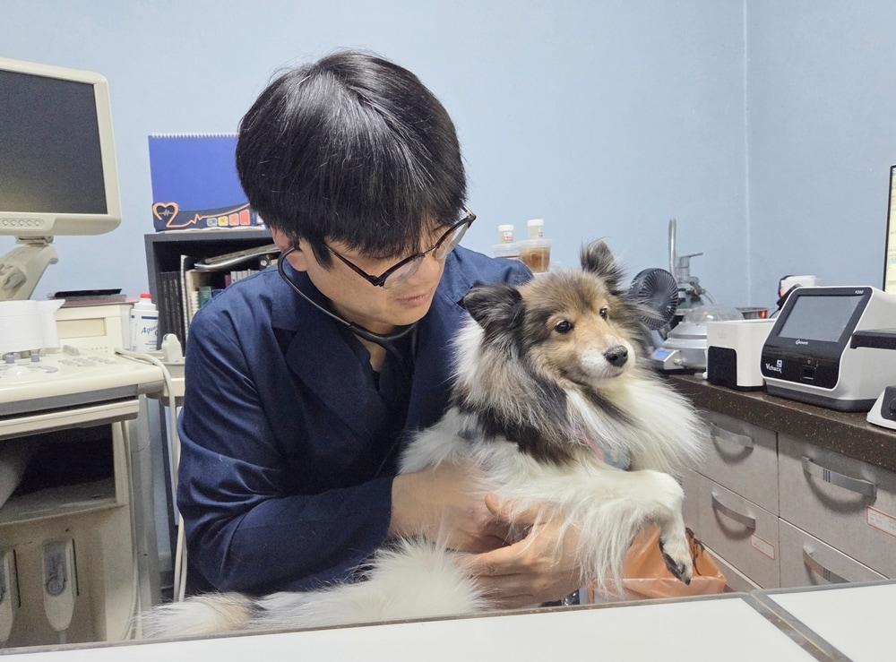 본문 이미지 - 전귀호 청주 수동물병원 원장이 반려견 청진을 하고 있다. ⓒ 뉴스1  한송아 기자 
