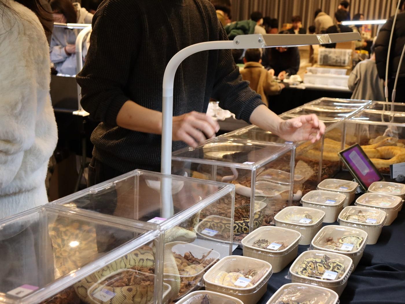 본문 이미지 - 제주 캠퍼트리 호텔앤리조트가 설 연휴를 맞아 '나만의 신비한 반려동물' 전시 등을 운영한다.(제주 캠퍼트리 호텔앤리조트 제공)/뉴스1