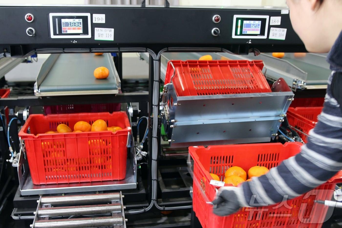 본문 이미지 - 5일 제주 서귀포시 색달동 농협 중문감귤거점산지유통센터에서 레드향 출하 작업이 한창이다.2026.2.5/뉴스1 ⓒ News1 홍수영 기자