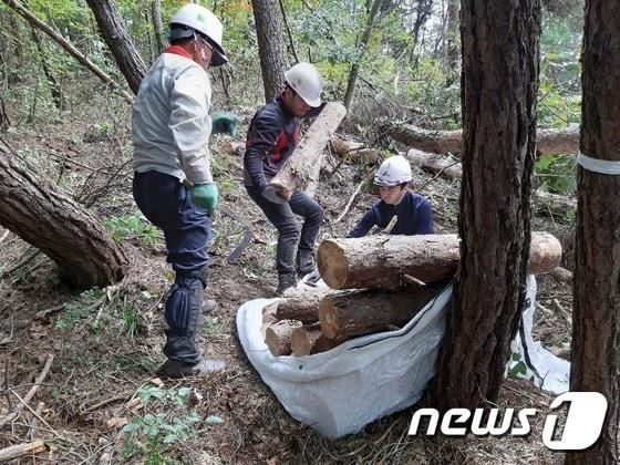 본문 이미지 - 전북도가 소나무재선충병 확산을 막기 위해 올해 111억 원의 예산을 투입한다./뉴스1
