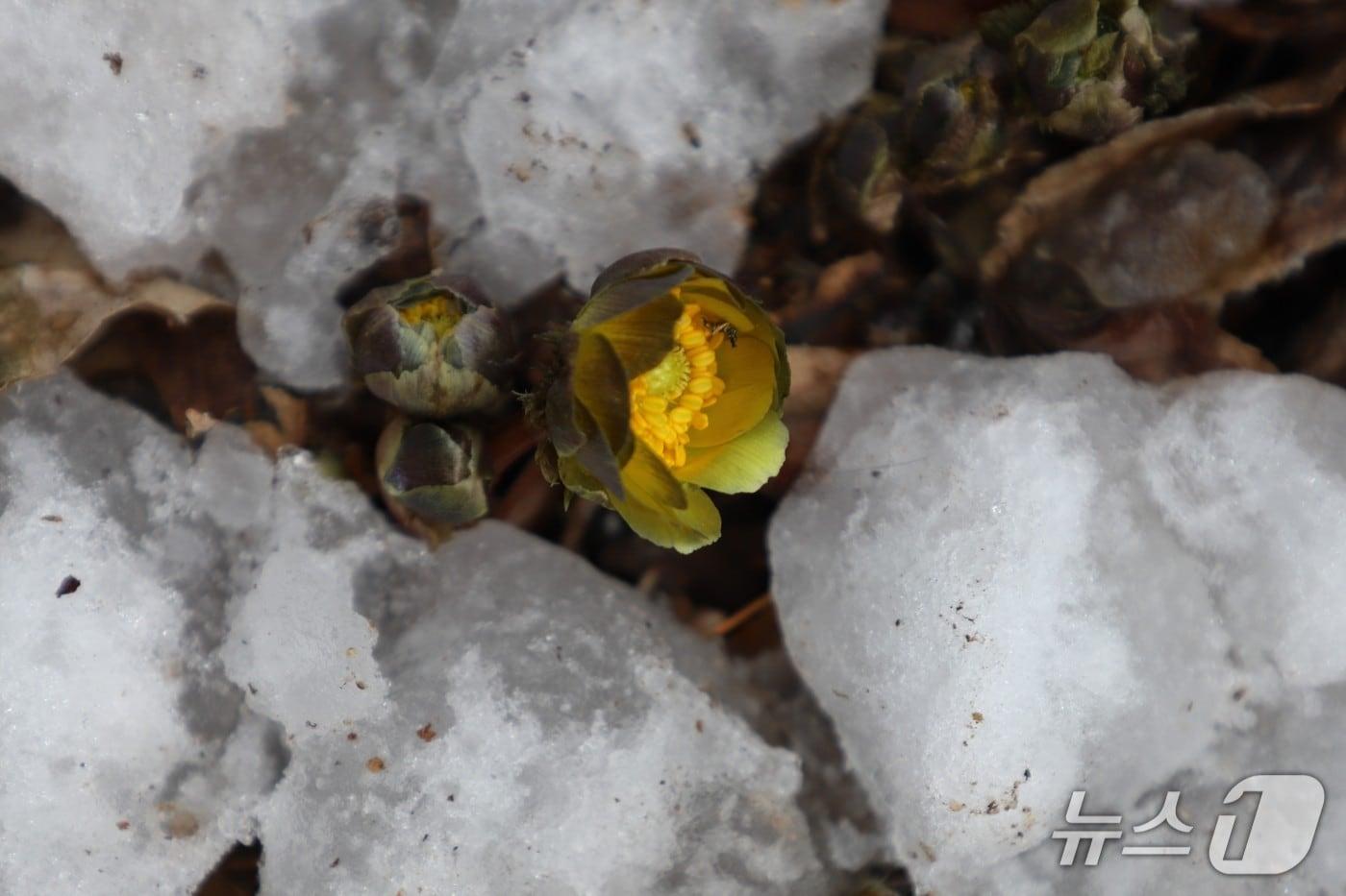 본문 이미지 - 홍릉 숲 복수초(산림청 국립산림과학원 제공.재판매 및 DB금지)/뉴스1
