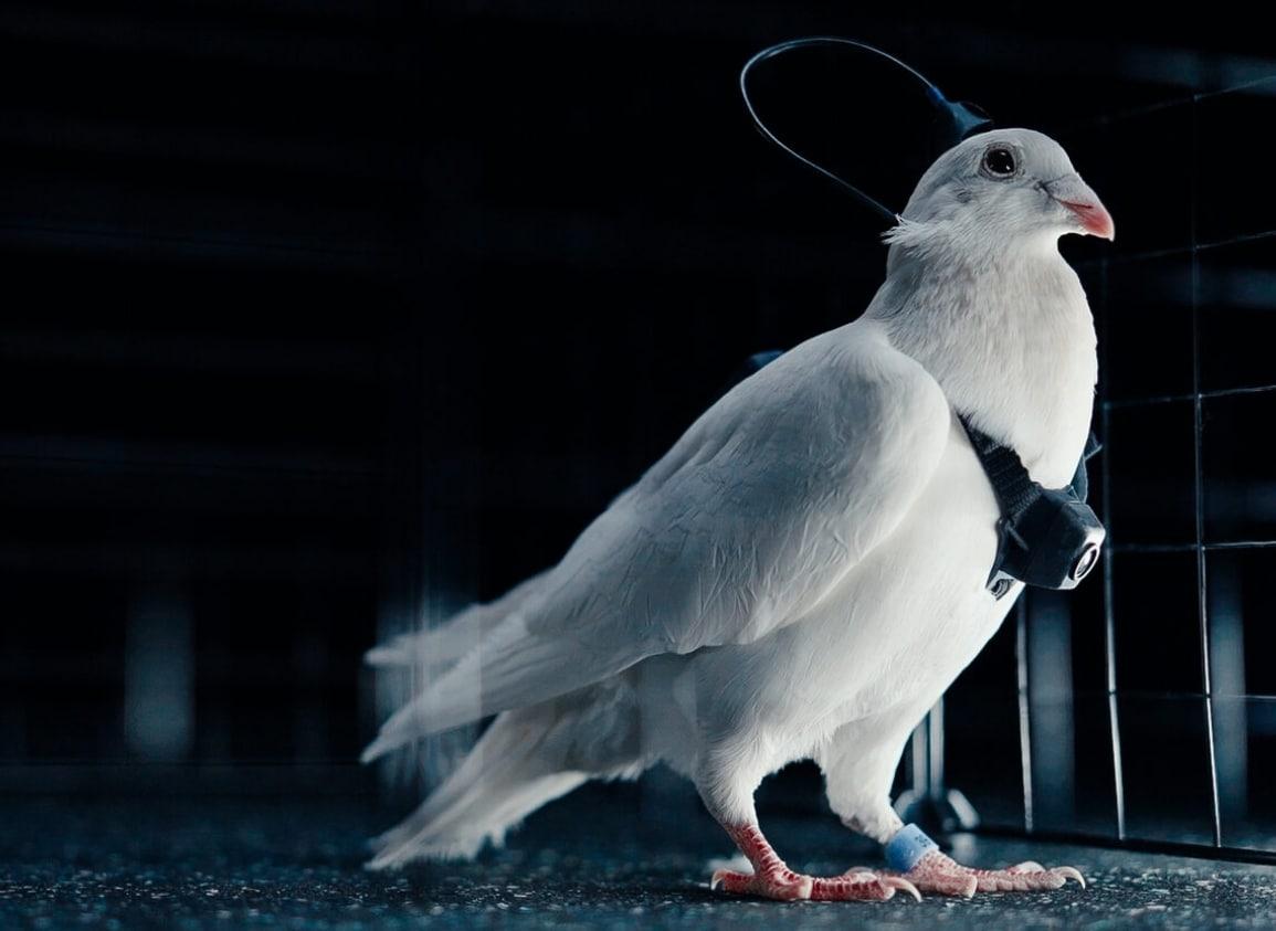 본문 이미지 - 네이리 그룹 홈페이지의 비둘기 드론 이미지. 2026.02.05