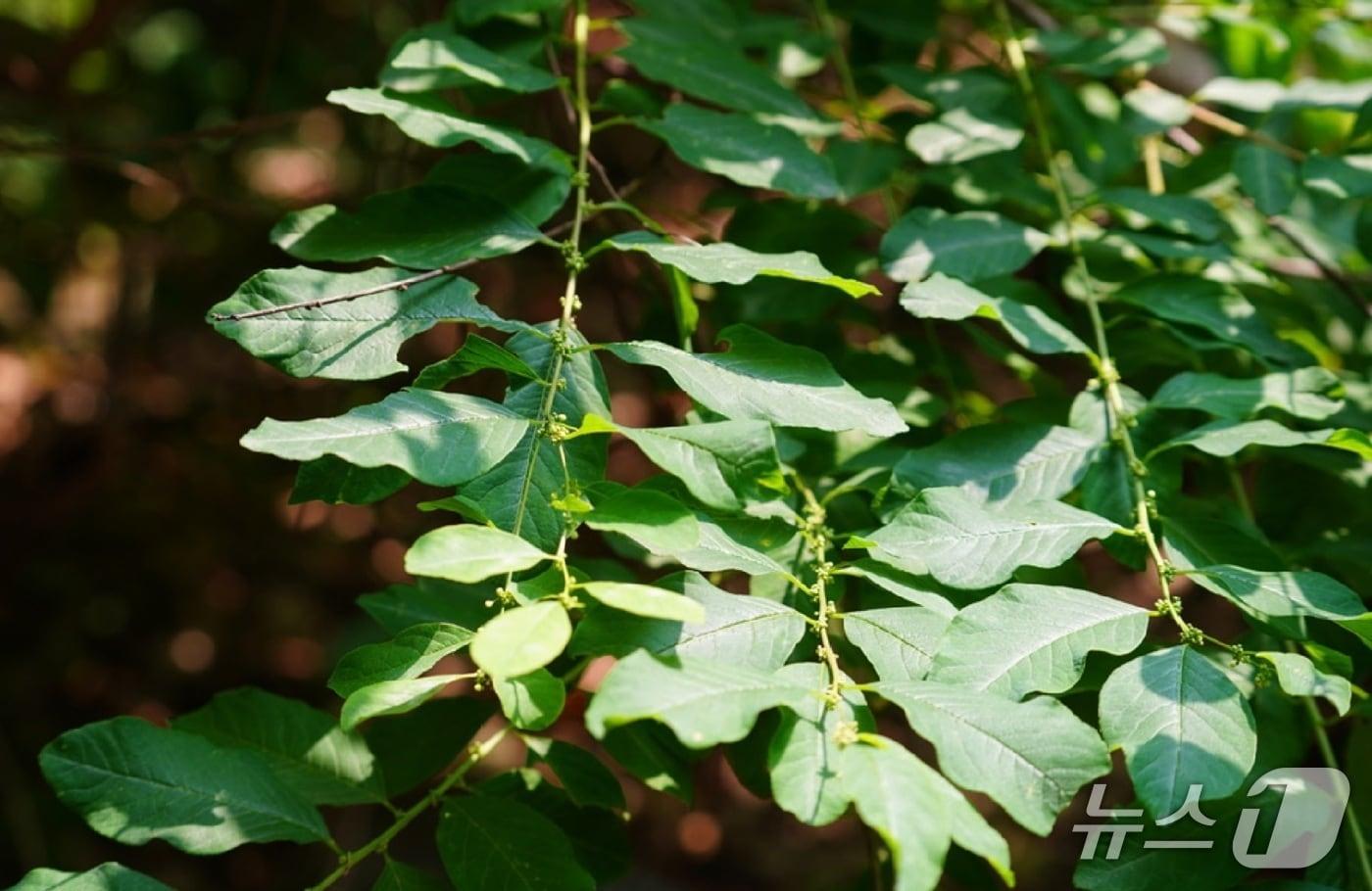 본문 이미지 - 광대싸리(KAIST 제공) /뉴스1