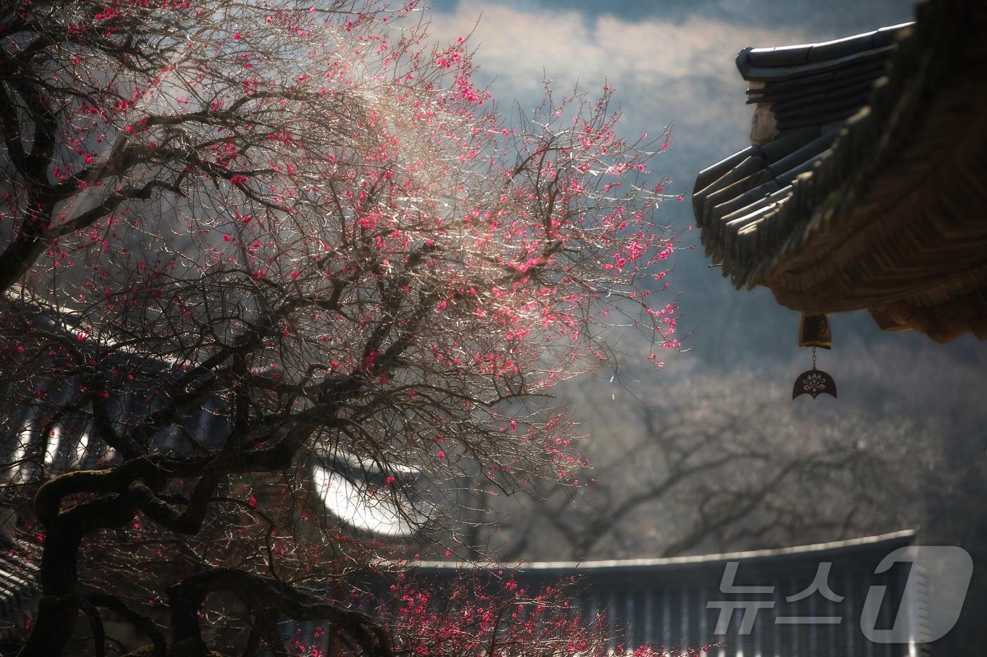 본문 이미지 -  사진은 2022년 2회 대상 수상작 '임하선, 화엄사의 봄' (지리산대화엄사 제공. 재판매 및 DB 금지) 