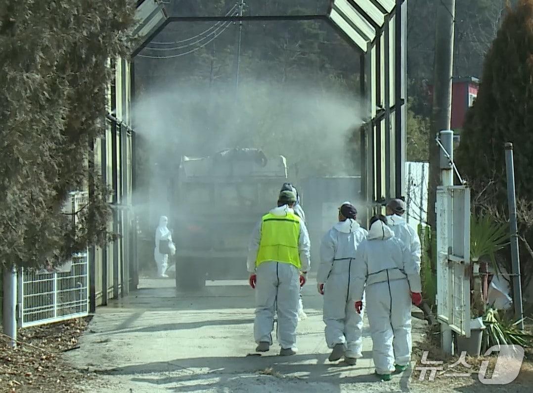 본문 이미지 - 방역당국이 창녕에서 발생한 아프리카돼지열병 확산을 차단하기 위해 농장 출입 차량에 대한 소독을 진행하고 있다.(창녕군 제공. 재판매 및 DB금지)