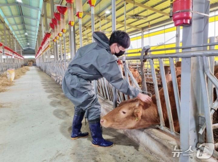 본문 이미지 -  경기 여주시 한 축산농가에서 구제역 예방접종을 하는 모습.(여주시 제공. 재판매 및 DB 금지)/뉴스1