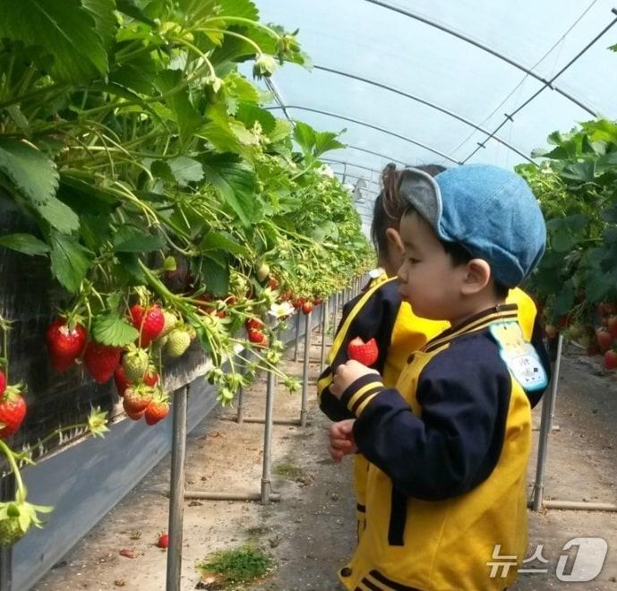 본문 이미지 - 딸기수확체험 모습(논산시 제공.재판매 및 DB금지)/뉴스1