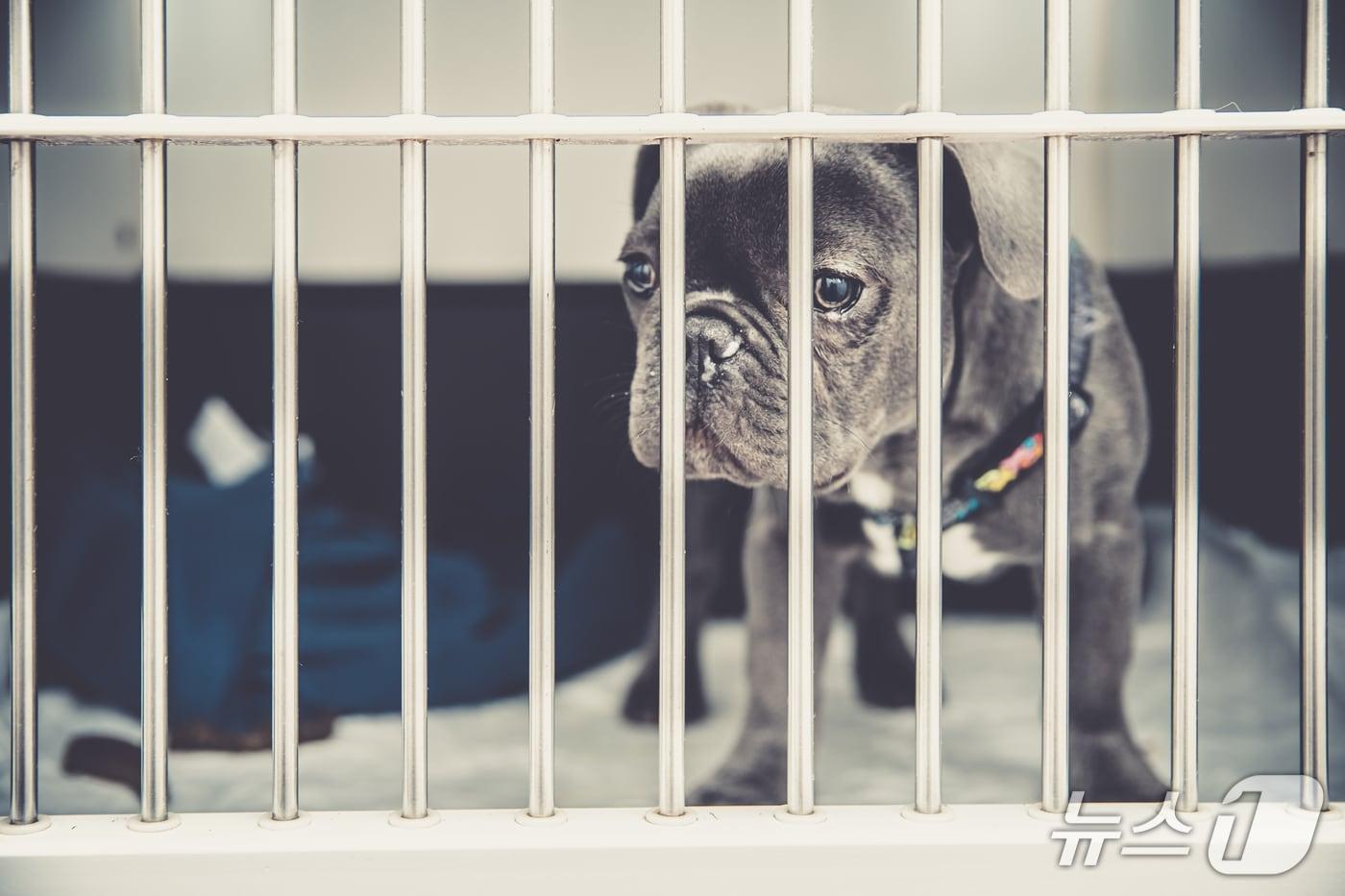 본문 이미지 - 철장에 갇혀 있는 품종견(사진 클립아트코리아) ⓒ 뉴스1