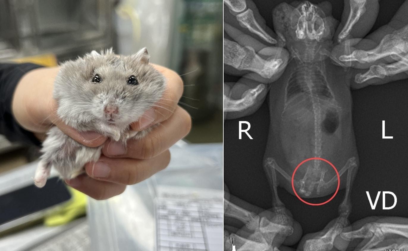 본문 이미지 - 골절, 안구 손상 등 학대 피해를 입은 정글리안 햄스터(동물자유연대 제공) ⓒ 뉴스1