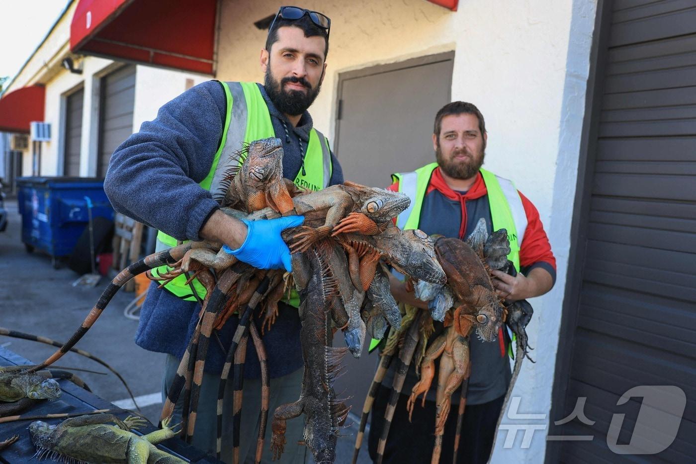 본문 이미지 - 이상 한파가 덮친 미국 플로리다주 마이애미에서 2일(현지시간) 기절한 외래종 이구아나들이 포획·수거되고 있다. ⓒ AFP=뉴스1