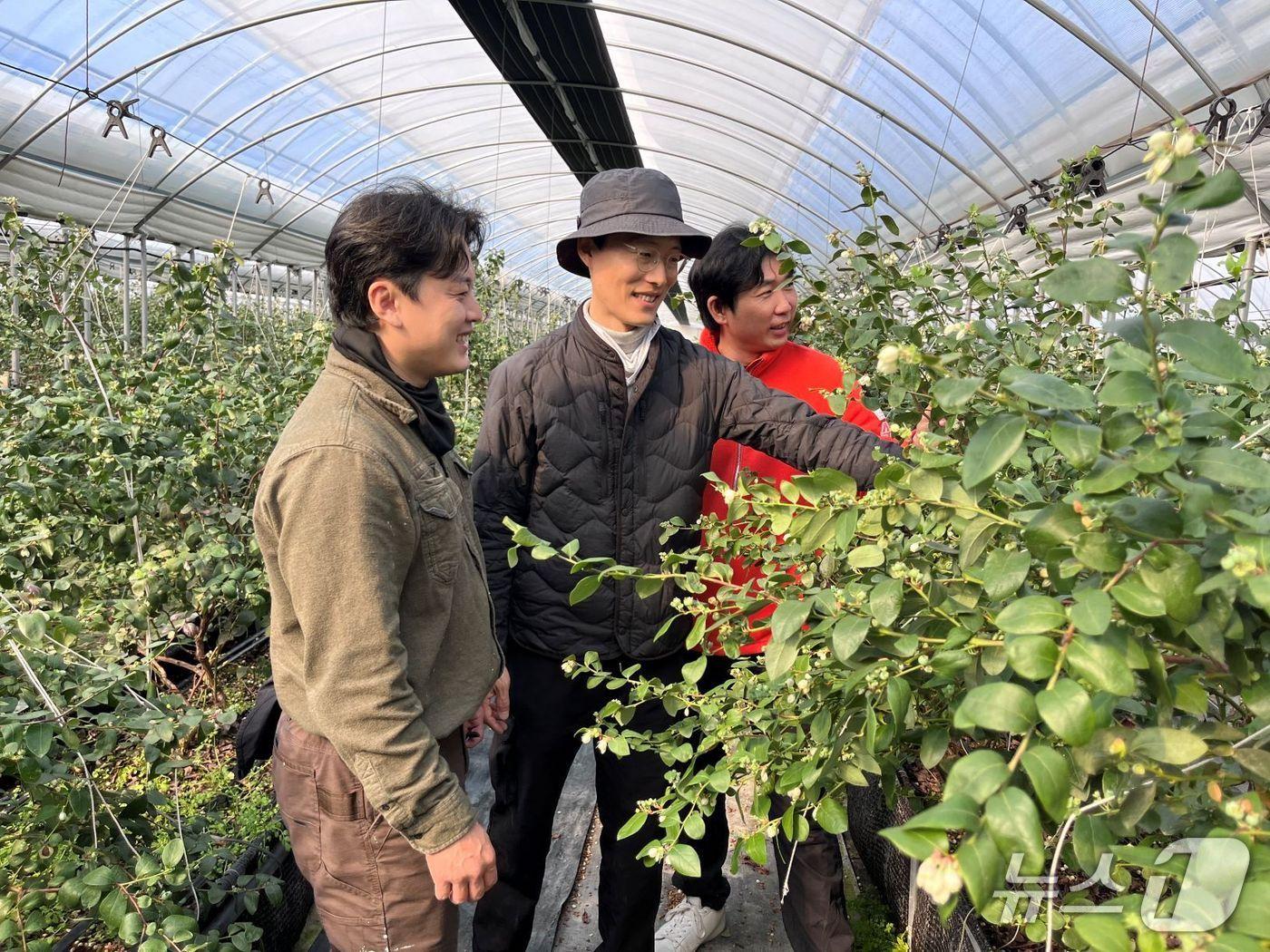 본문 이미지 - 곡성군에서 블루베리 영농에 종사하는 청년농업인들이 활짝 웃고있다(곡성군 제공)  