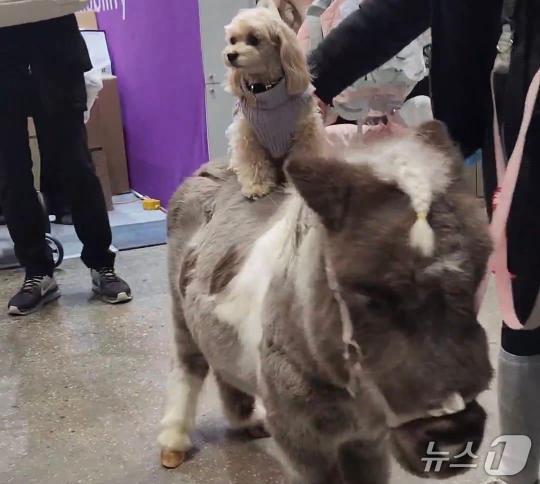 본문 이미지 - 반려마 월리(월리테라피 제공) ⓒ 뉴스1