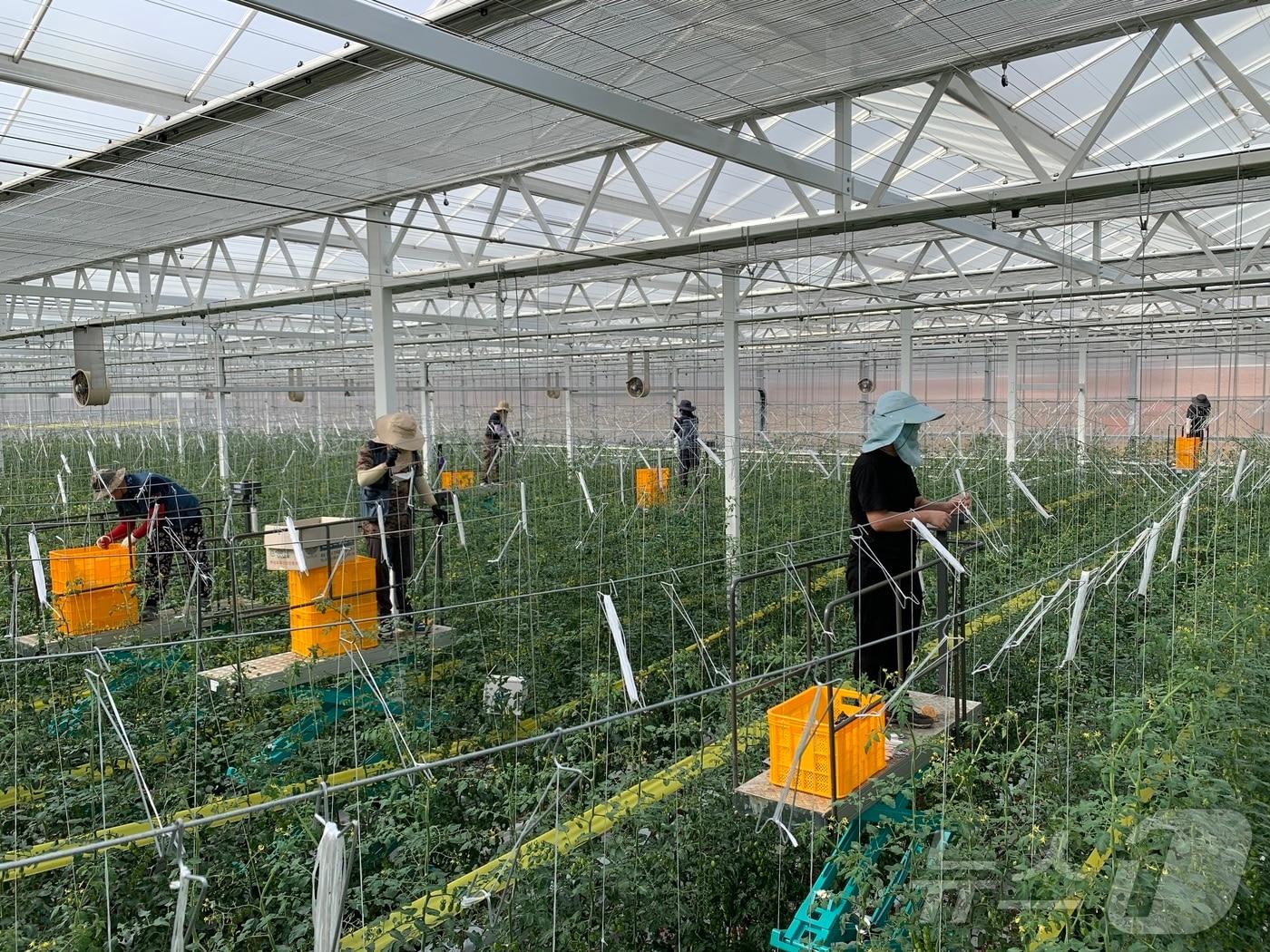 본문 이미지 - 농림축산식품부의 ‘스마트농업 육성지구’ 사업에 경북 상주시가 선정됐다. 상주시는 2028년까지 낙동면 신상리에 200억원을 들여 임대형 스마트팜과 창업단지를 조성할 계획이다.(경북도 제공. 재판매 및 DB금지) /뉴스1