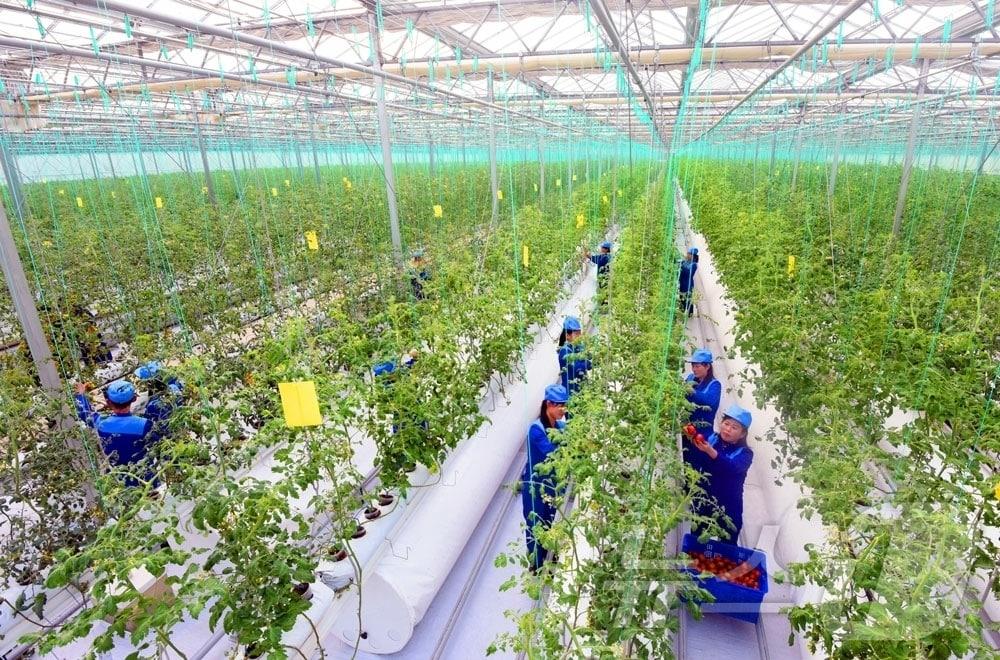 본문 이미지 - (평양 노동신문=뉴스1) = 북한 노동당 기관지 노동신문은 9일 "새로 일떠선 신의주온실종합농장에 첫물남새(채소) 수확의 흐뭇한 광경이 펼쳐졌다"라고 보도했다. [국내에서만 사용가능. 재배포 금지. DB 금지. For Use Only in the Republic of Korea. Redistribution Prohibited] rodongphoto@news1.kr