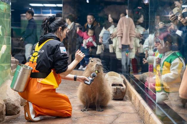 본문 이미지 - 카피바라의 오물오물 먹방 시간(롯데월드 제공)