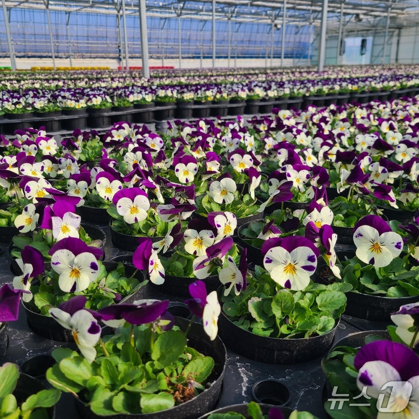 본문 이미지 - 충북 영동군 심천면 약목리 꽃묘장 비닐하우스 안에 봄꽃 비올라가 개화를 시작했다.  (영동군 제공. 재판매 및 DB금지) /뉴스1