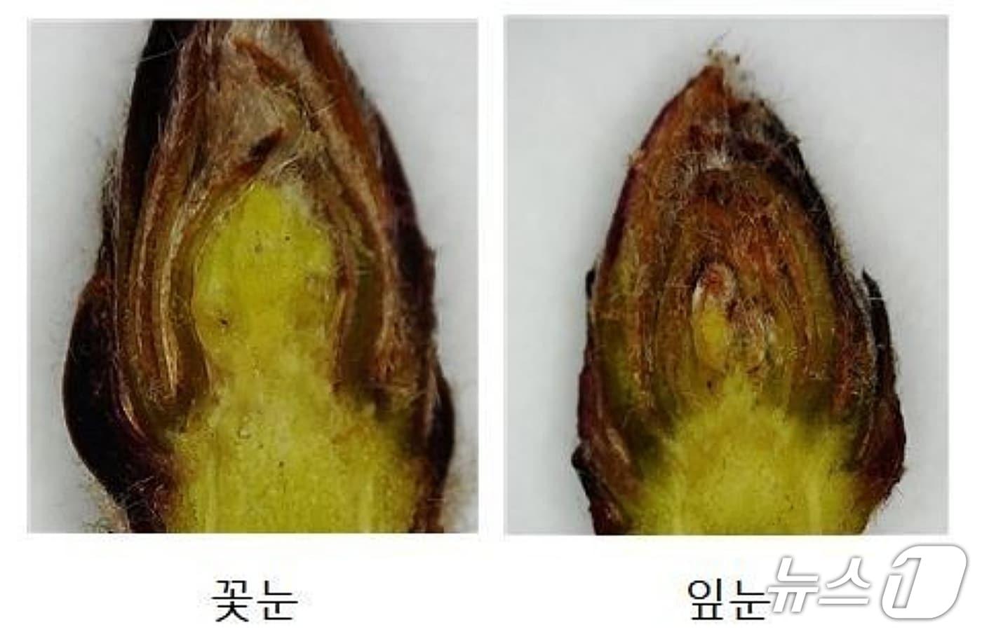 본문 이미지 - 사과 꽃눈과 잎눈.(괴산군 제공, 재판매 및 DB금지)/뉴스1