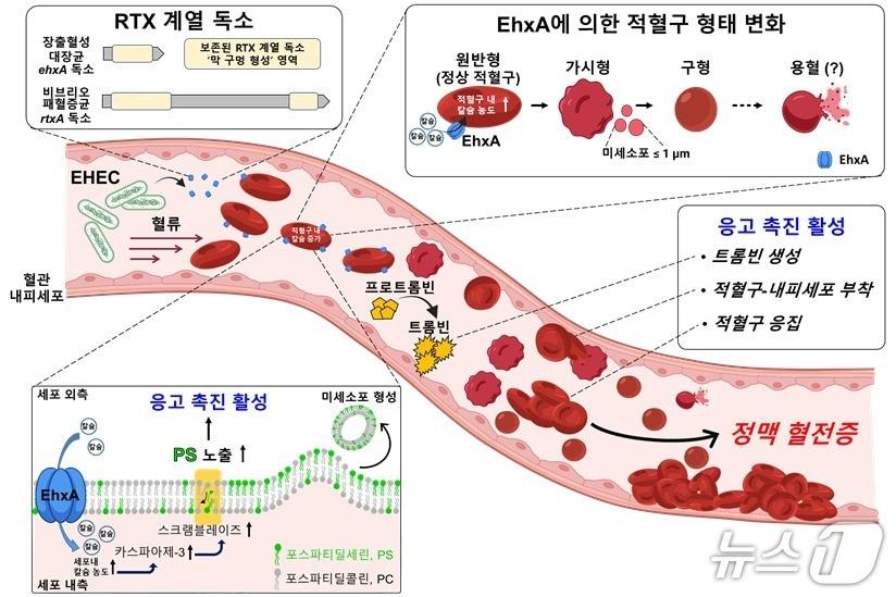 본문 이미지 - RTX 계열 독소(EhxA)에 의해 적혈구가 응고 촉진 상태로 전환되고 정맥 혈전이 형성되는 과정 모식도(정한영 충남대학교 약학대학 교수 제공) /뉴스1