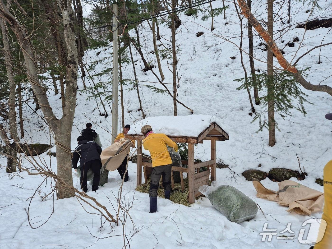 본문 이미지 - 지난해 산양 먹이주기 행사 자료사진.(삼척시 제공, 재판매 및 DB 금지) 2026.2.9/뉴스1