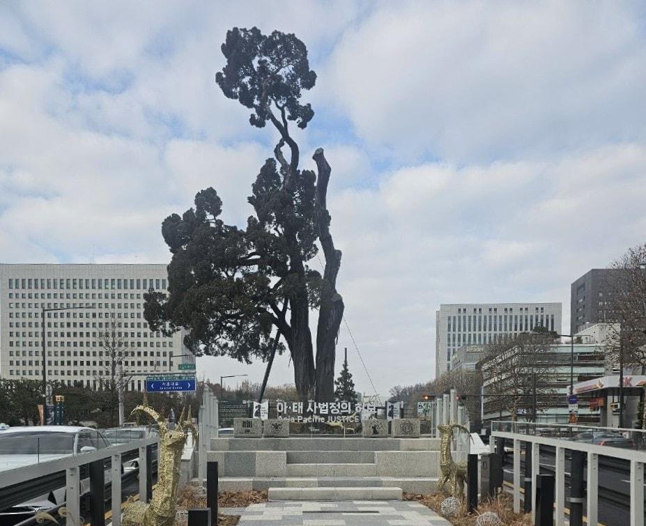 본문 이미지 - 서초역 향나무