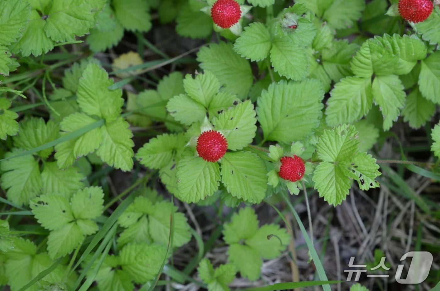 본문 이미지 - 뱀딸기(국립생물자원관 제공.재판매 및 DB금지)/뉴스1
