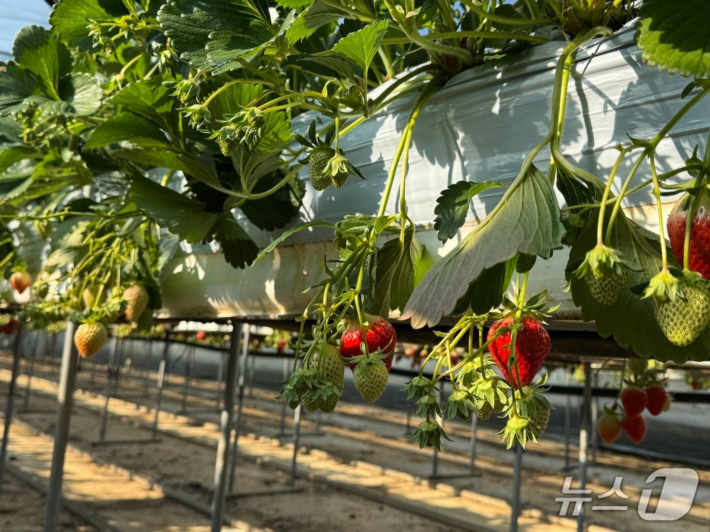본문 이미지 - 전북 임실군이 딸기 농가를 대상으로 '세균모무늬병' 분포 조사를 실시한다.(임실군제공, 재판매 및 DB금지)2026.2.9/뉴스1