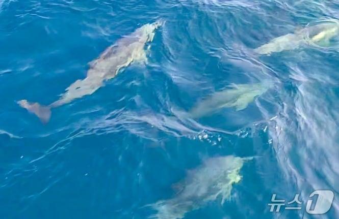 본문 이미지 - 홍도 인근 해역에서 발견된 참돌고래 무리.(한려해상국립공원동부사무소 제공. 재판매 및 DB금지)