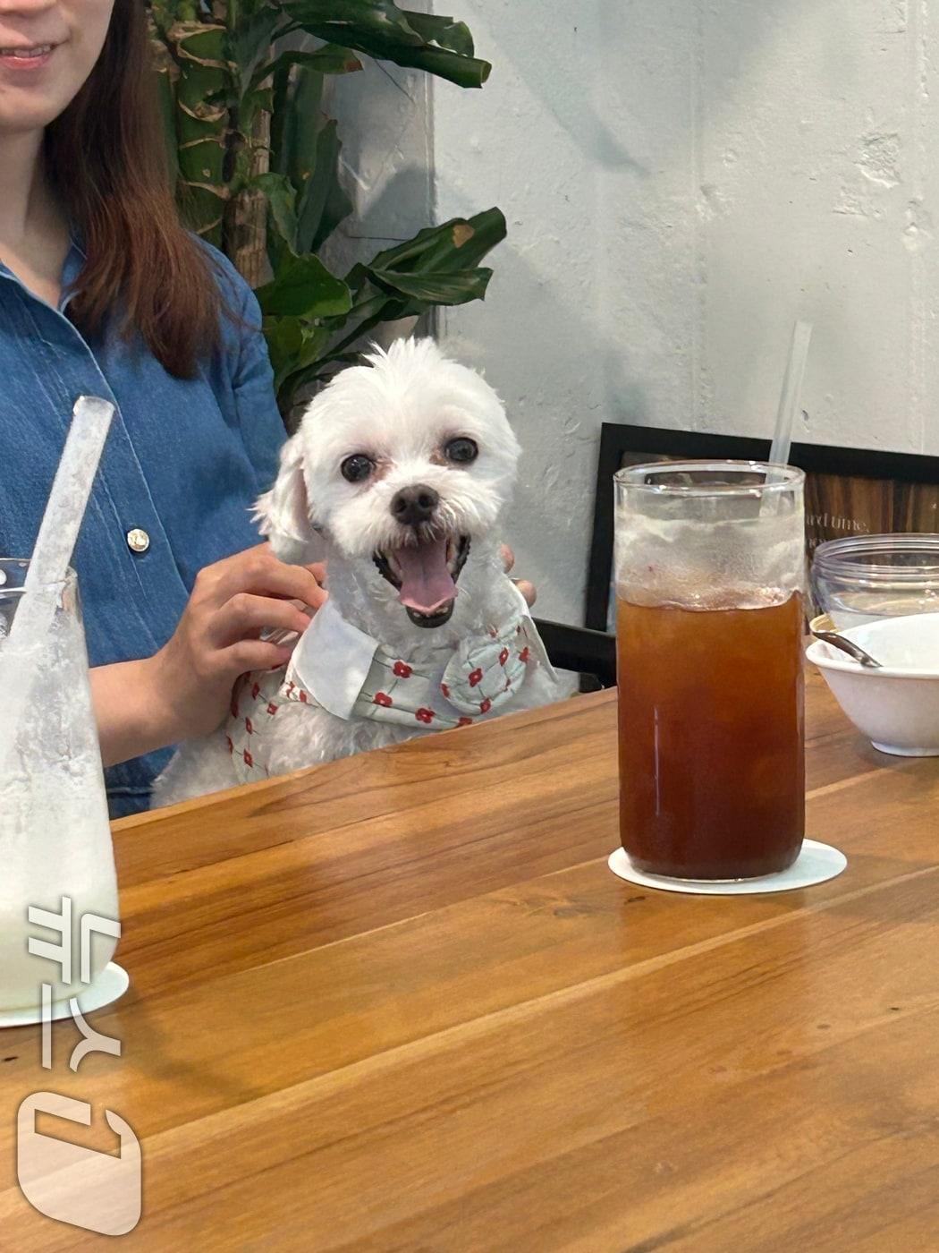 본문 이미지 - 반려동물 카페 출입 자료사진. (독자제공) 2026.3.1. 뉴스1