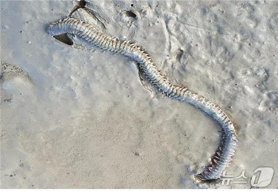 본문 이미지 - 흰이빨참갯지렁이(출처:김형섭 군산대 교수)