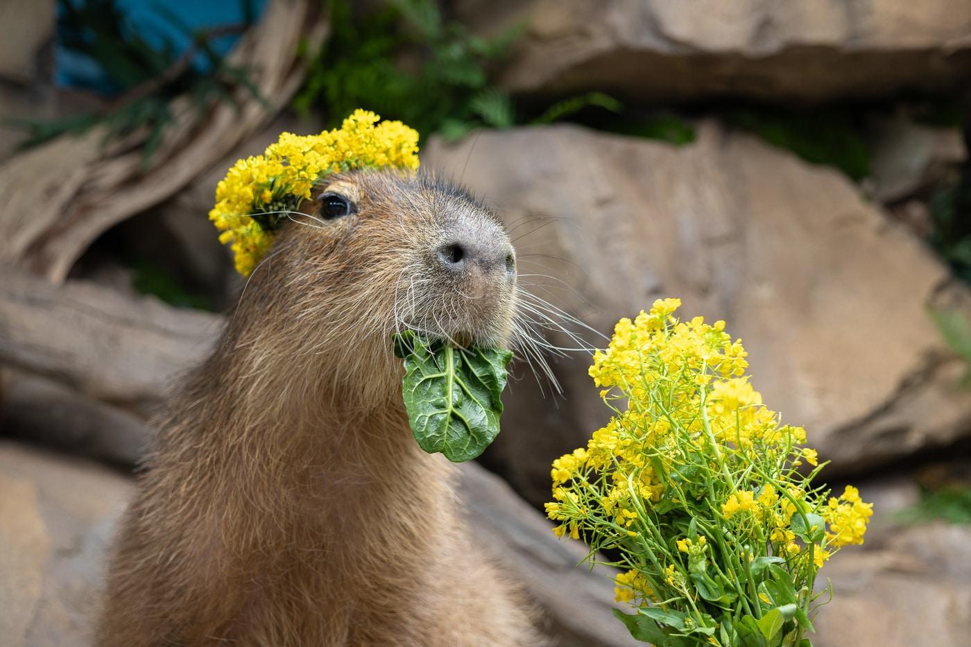본문 이미지 - 유채꽃 화관을 쓰고 먹이를 먹는 카피바라(롯데월드 제공)
