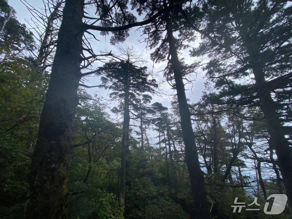 본문 이미지 - 지리산 가문비나무 집단 현황(산림청 국립산림과학원 제공. 재판매 및 DB 금지) / 뉴스1