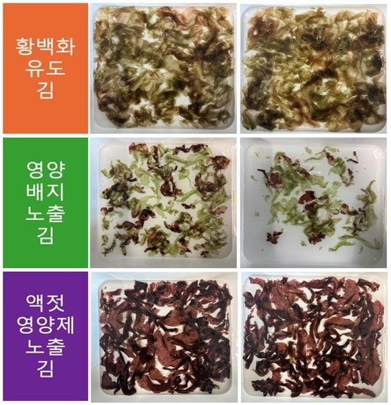 본문 이미지 - 김 황백화 효능 입증 설명 사진.(충남도 제공. 재판매 및 DB금지)/뉴스1 