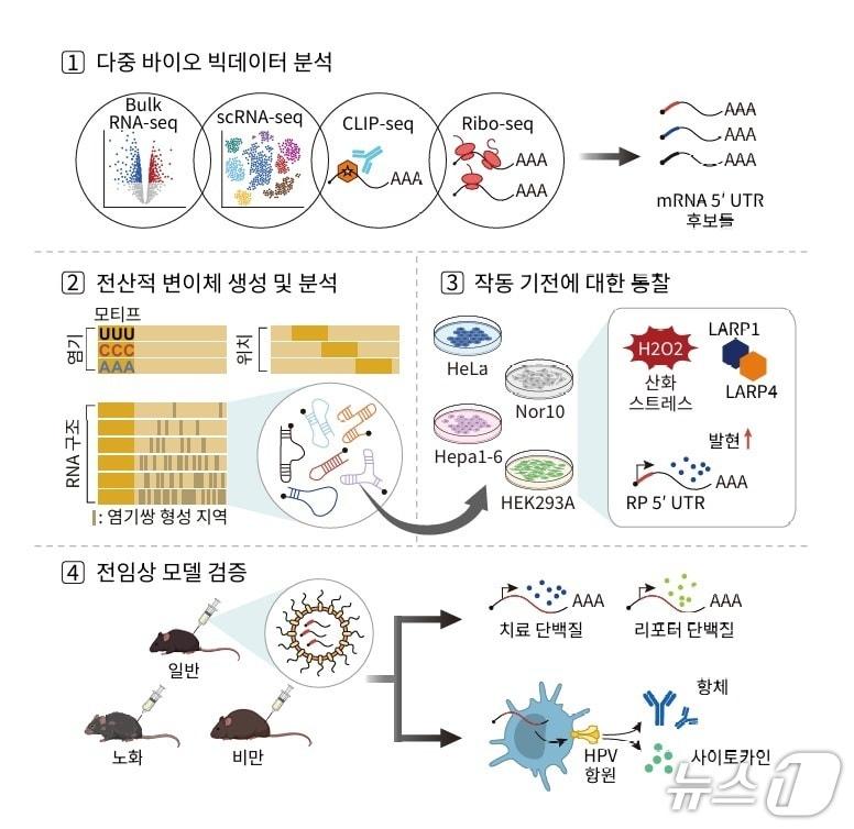 본문 이미지 - 생물정보학을 활용한 mRNA 의약품 설계 및 검증 모식도(KAIST 제공) /뉴스1