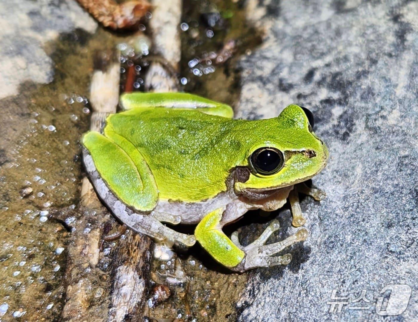 본문 이미지 - 청개구리(국립호남권생물자원관 제공) ⓒ 뉴스1