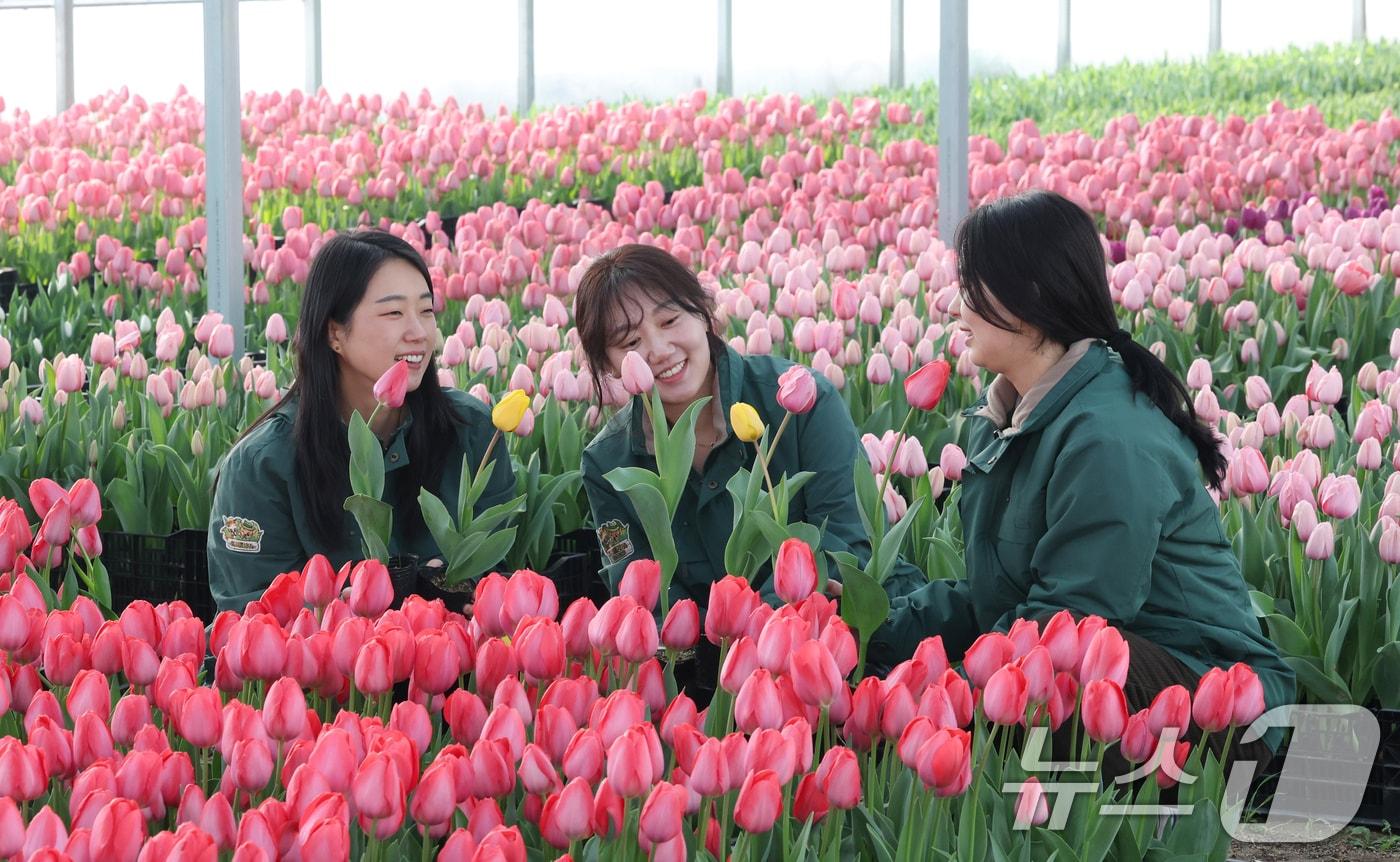 본문 이미지 - 에버랜드 튤립축제 개막을 열흘 앞둔 10일 경기 용인시 처인구 에버랜드 식물 하우스에서 직원들이 만개를 앞둔 튤립들의 상태를 살펴보며 봄맞이 준비를 하고 있다. 에버랜드는 오는 20일부터 4월 말까지 튤립, 수선화, 무스카리 등 100여 종 120만 송이 봄꽃이 만발하는 튤립축제를 개최한다. 2026.3.10 ⓒ 뉴스1 김영운 기자
