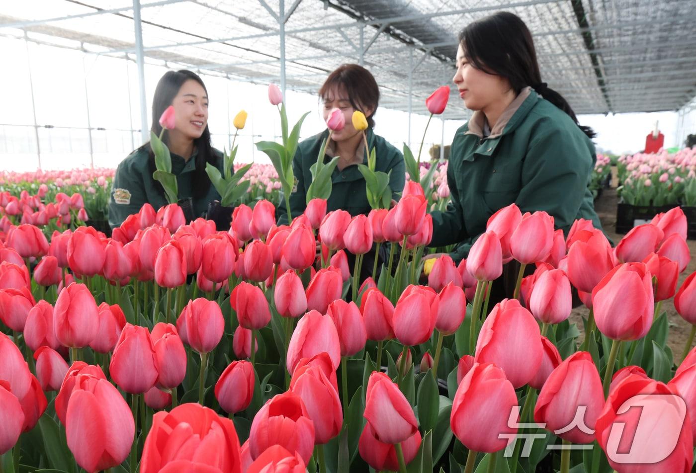 본문 이미지 - 에버랜드 튤립축제 개막을 열흘 앞둔 10일 경기 용인시 처인구 에버랜드 식물 하우스에서 직원들이 만개를 앞둔 튤립들의 상태를 살펴보며 봄맞이 준비를 하고 있다. 2026.3.10 ⓒ 뉴스1 김영운 기자