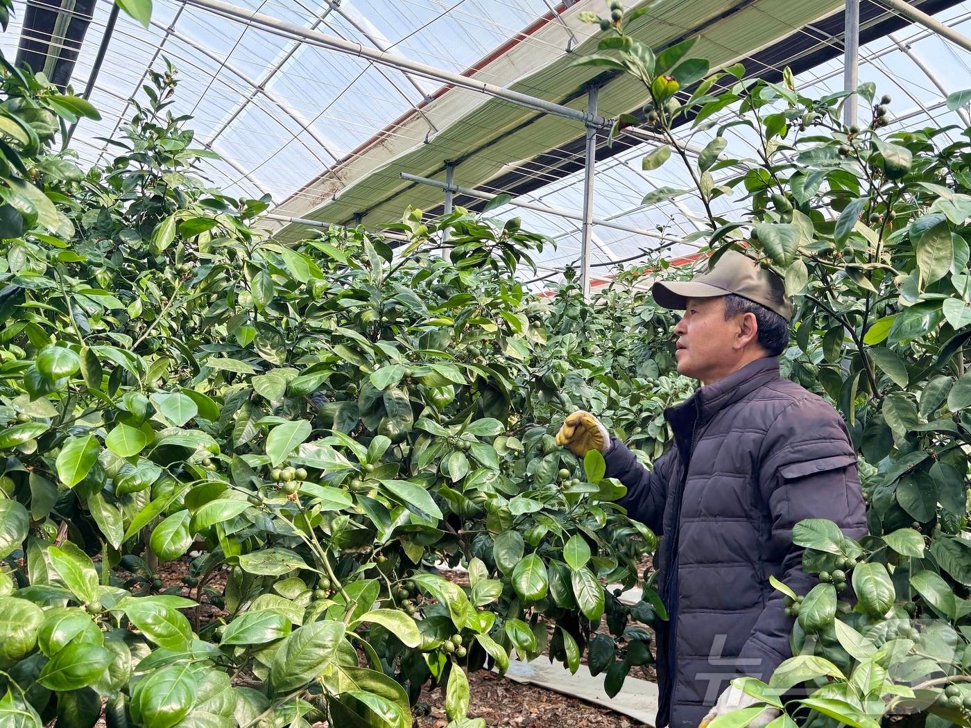 본문 이미지 - 10일 오전 제주 서귀포시 남원읍 태흥리 소재 감귤 과수원에서 강성훈 씨(63)가 나무를 살피고 있다.2026.3.10 ⓒ 뉴스1 홍수영 기자