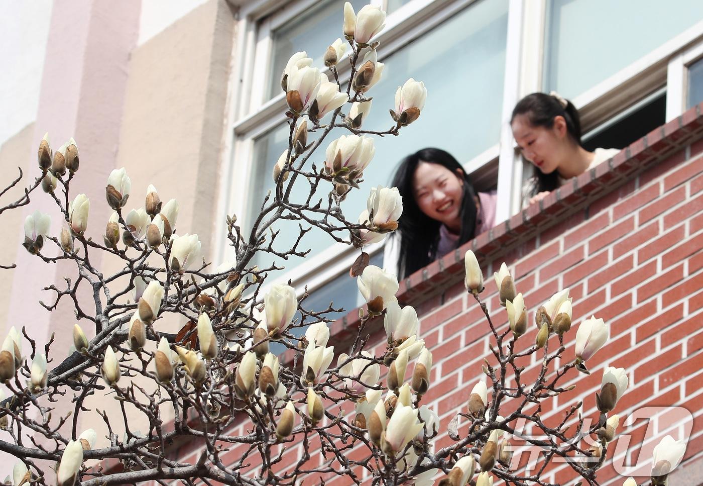 본문 이미지 - 10일 오전 대구 북구 영진전문대 복현캠퍼스에서 꽃망울을 터뜨린 목련이 봄소식을 전하고 있다. 2026.3.10 ⓒ 뉴스1 공정식 기자