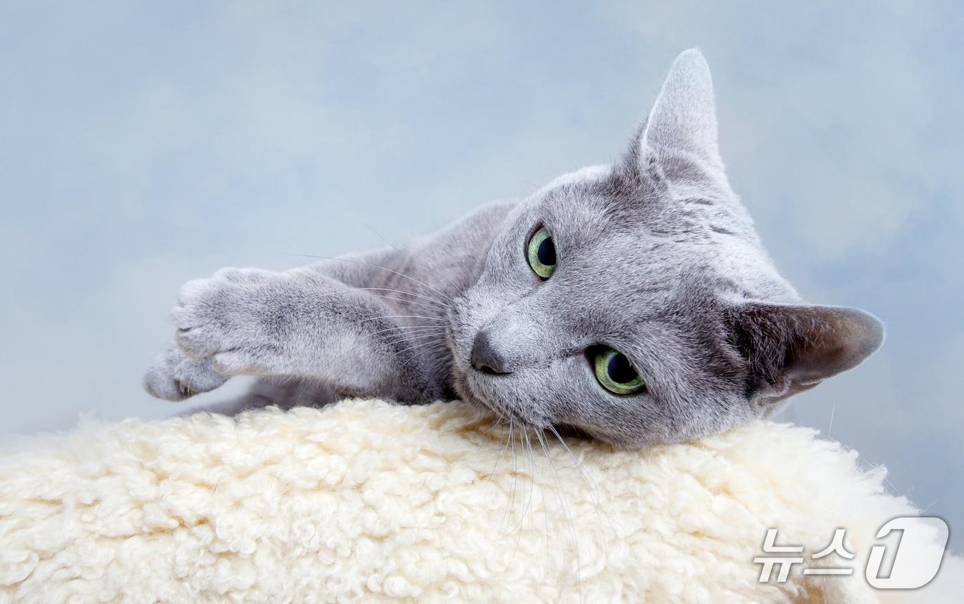 본문 이미지 - 러시안 블루 고양이(사진 클립아트코리아) ⓒ 뉴스1