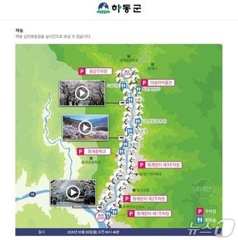 본문 이미지 - 하동군 홈페이지의 벚꽃 개화 실시간 확인 서비스 화면.