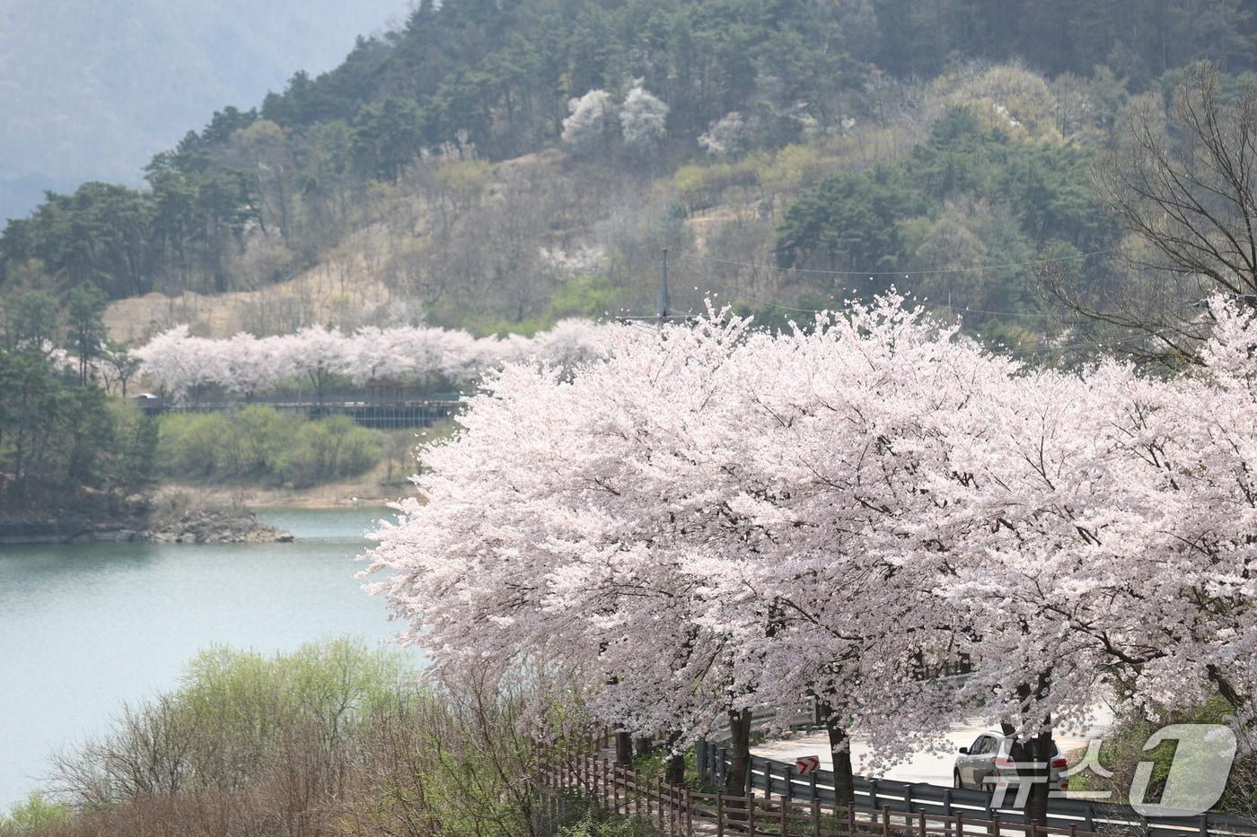 본문 이미지 - 전북 임실군 옥정호에서 오는 4월 11~12일 벚꽃축제가 열린다.(임실군제공, 재판매 및 DB금지)2026.3.10/뉴스1