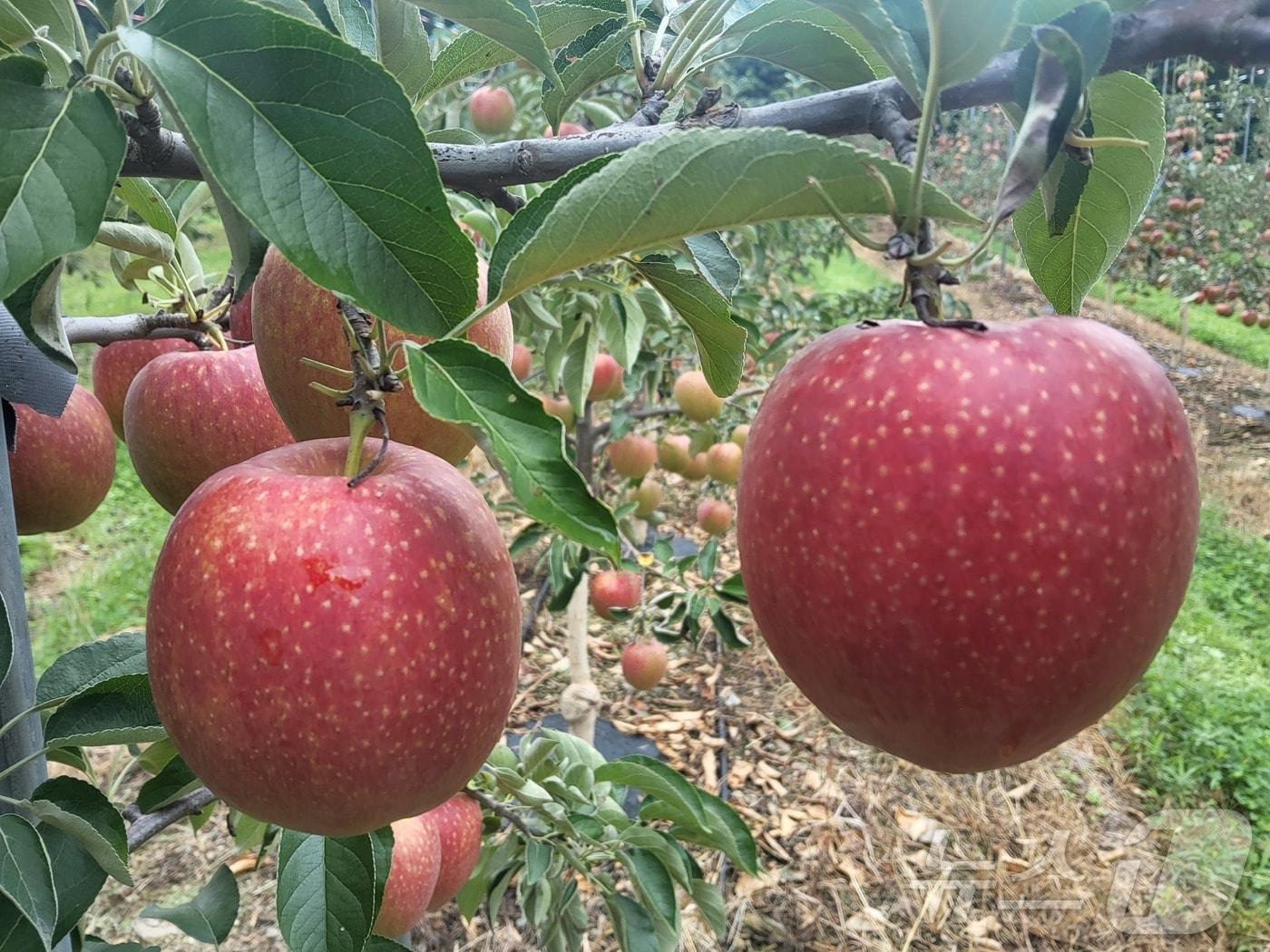 본문 이미지 - 사과 신품종 '이지플'(충주시 제공. 재판매 및 DB금지)