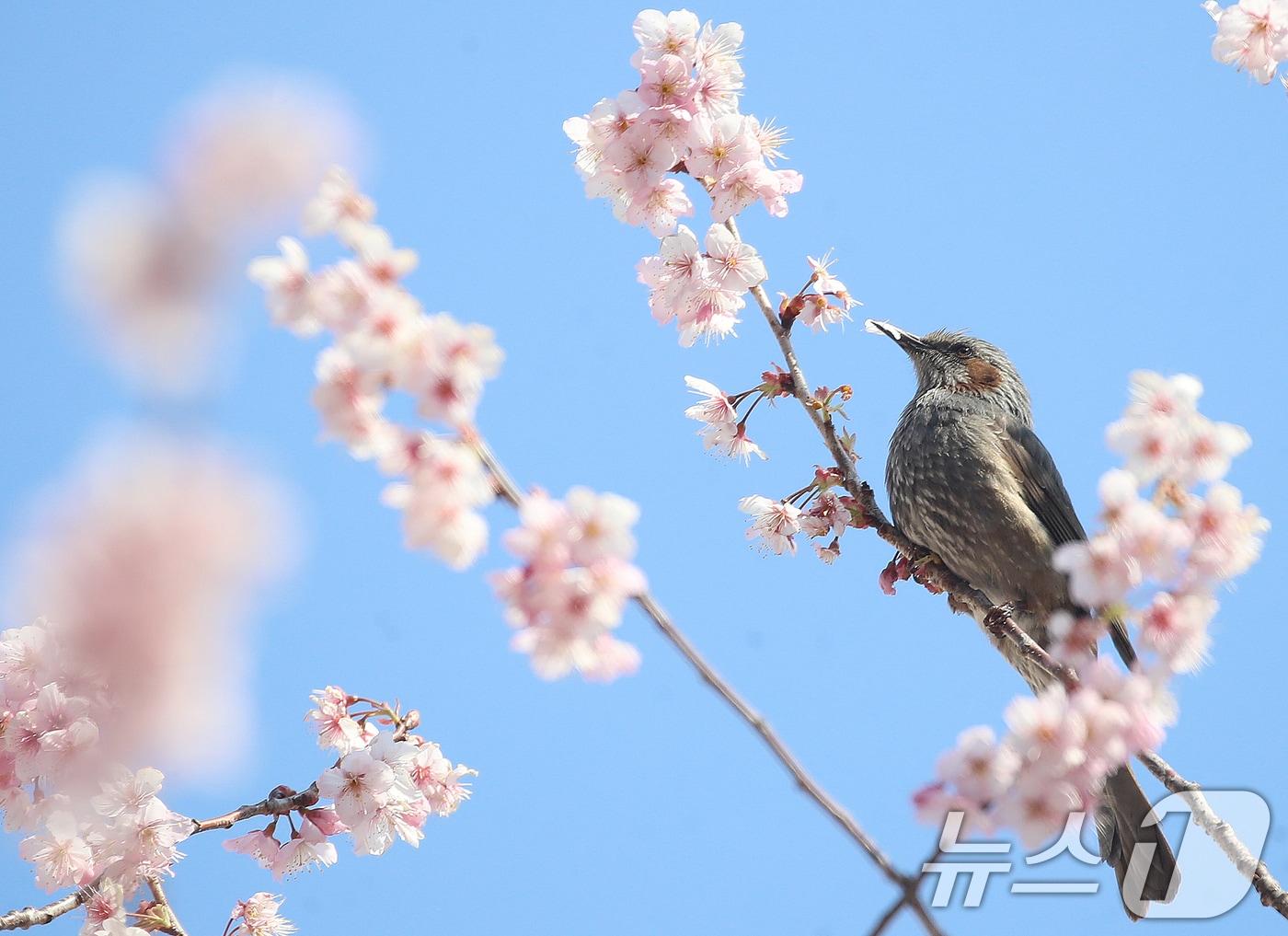 본문 이미지 - 10일 부산 수영구 배화학교에서 직박구리가 활짝 핀 벚꽃 꿀을 따 먹으며 봄소식을 전하고 있다. 2026.3.10 ⓒ 뉴스1 윤일지 기자